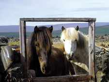 Iceland-Northern Tours-Iceland Special